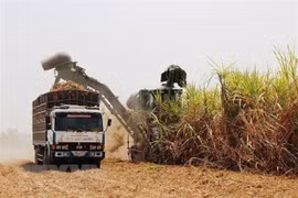 Thailand’s sugar cane output lower than expected