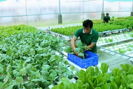 Mekong delta embarks on foundation building for organic agriculture