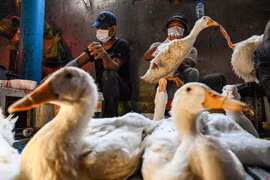 Cambodia’s bird flu situation “worrying”: WHO