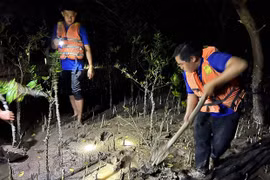 Ben Tre to grow 171 ha of forest this year