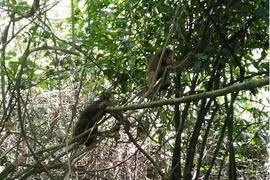 Ten rare monkeys released into the wild at Phong Nha-Ke Bang National Park