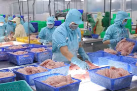 Tra fish exports predicted to recover from third quarter