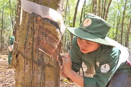 Laos, Vietnam cooperate to improve exported rubber quality