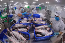 US’s anti-dumping duty review on Vietnam’s tra fish shows positive results