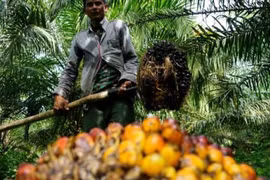 Indonesia to make biomethane from palm oil in 2025