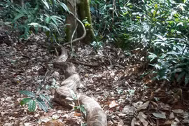 Seven endangered animals released into Bu Gia Map National Park