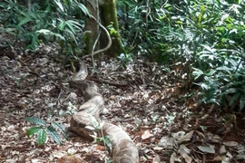 Seven endangered animals released into Bu Gia Map National Park