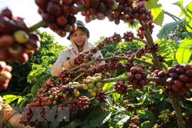 Vietnam needs to develop coffee value chain: Minister