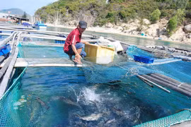 Vietnam’s marine aquaculture needs to go modern: conference