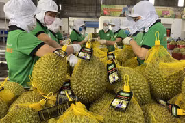 Durian exports forecast to boom