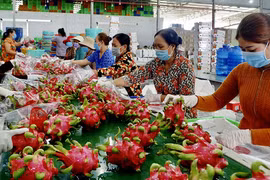 Binh Thuan province develops dragon fruit value chain
