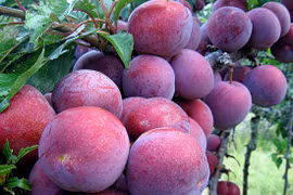 Plum picking festival starts in Moc Chau Plateau