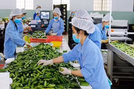 Green transformation considered key to sustainable exports: Experts 