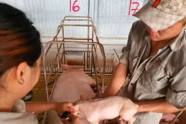Establishing disease-free zones is the key to the export of husbandry products (Photo: VietnamPlus)