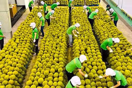 Vietnam works hard to boost exports to Chinese market