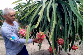 More attention must be paid to varieties to increase fruit exports