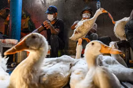 H5N1 bird flu in Cambodian province under control: authorities