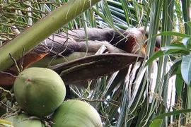 Phu Yen works to protect rare gray-shanked douc langurs