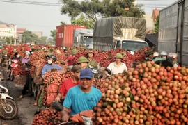 Vietnamese agricultural sector urged to overhaul logistics for improved export potential