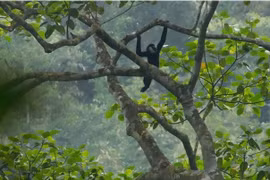 A northern white-cheeked gibbon (Photo: moitruong.net.vn)
