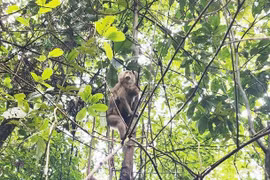 The released animals are all on the list of endangered, precious, and rare animal species. (Photo: VNA)