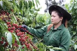 A coffee picker at work (Photo: VNA)