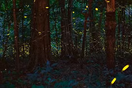 Visitors joining the tour can immerse themselves in the enchanting magical scene of millions of fireflies sparkling like stars in the sky (Photo: Thanhnien.vn)