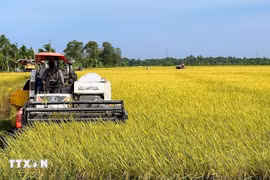 Harvesting winter-spring rice in Bac Lieu (Photo: VNA)