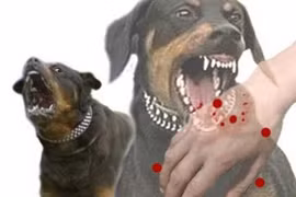 Nghe An: Conference raises awareness of rabies’ danger
