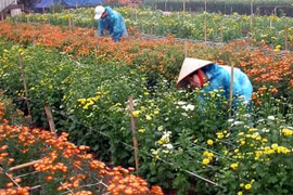 Hanoi farmers reap reward of higher-quality flowers 