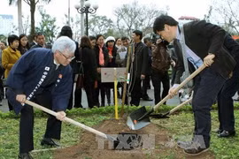 Hanoi grows more Japan-presented cherries 