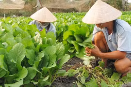 Central Highlands looks to vegetables, fruit trees amid water shortage