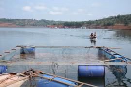 Thua Thien-Hue: aid given to fishermen affected by unusual fish death