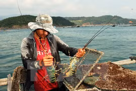 Lobster farming to become key economic sector in central region 