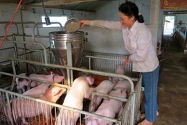 Central Highlands tackles poverty with livestock 