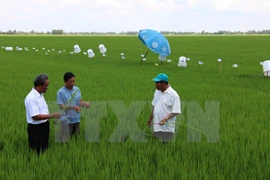 Global sustainable rice production criteria applied in Vietnam