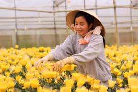 Da Lat plants more than 1,000ha of flowers