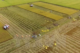 Vietnam’s agriculture to profit from TPP: Argentine paper