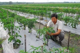 HCM City starts five-year plan on organic food 