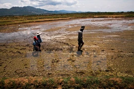 El Nino impacts to linger in first half of 2016