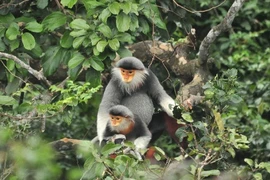 Red-shanked douc langur chosen as Da Nang’s mascot 