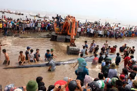 15-tonne whale rescued in Nghe An
