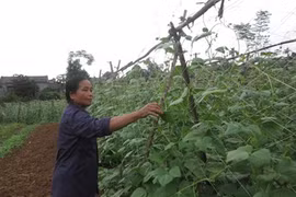 Farmers face obstacles selling organic foods 