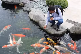 HCM City eyes 50 million USD in ornamental fish exports