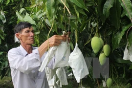 The growth of three-colour mangoes in Mekong Delta province