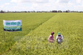 Ca Mau expands large-scale fields 