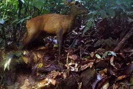 Rare animals found in Pu Hu Nature Reserve