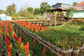 New flowers grown for Tet 