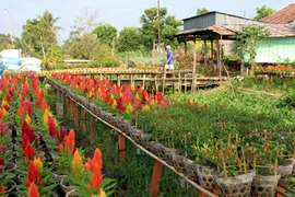 New flowers grown for Tet 