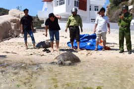 Ninh Thuan: Over 900 young turtles released to sea